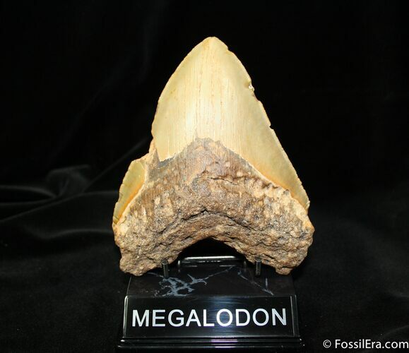 Bargain Inch Megalodon Tooth #1173